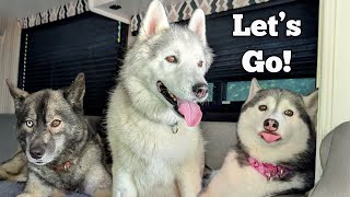 Taking FIVE Dogs Camping AND Two Kids??