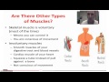 Human Body Systems and Functions
