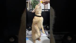 Kucing ini bisa berdiri🦖