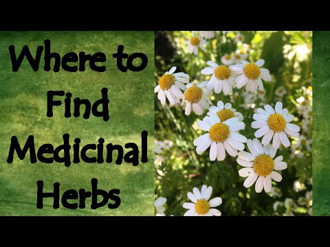 Where to Find Medicinal Herbs (Dried, Seeds, or Live Plants)