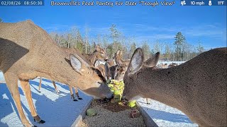 Super Bowl 60 Deer Pantry Prediction