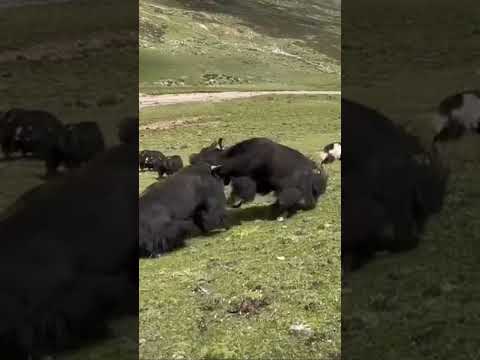 Wild yaks in Tibet
