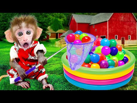 Monkey Baby Bon Bon plays with full of colorful ball in the pool