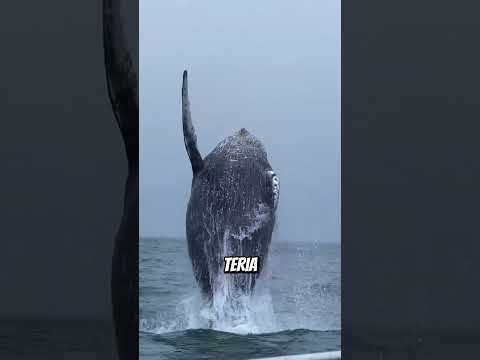 Gostarias De Ver Esta Baleia Perto Do Teu Barco 😨🐋