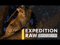 Leopard Behavior and Observation Insights