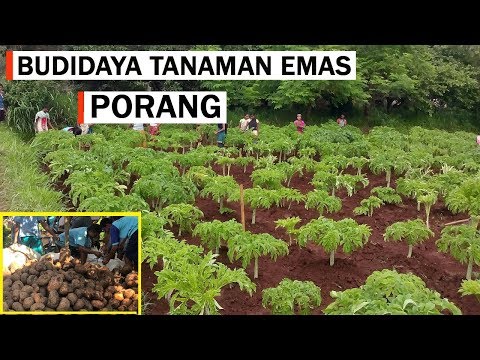 Cara Menanam Porang Di Lahan Terbuka Agar Cepat Panen Baik Dari Katak / Biji Maupun Umbi