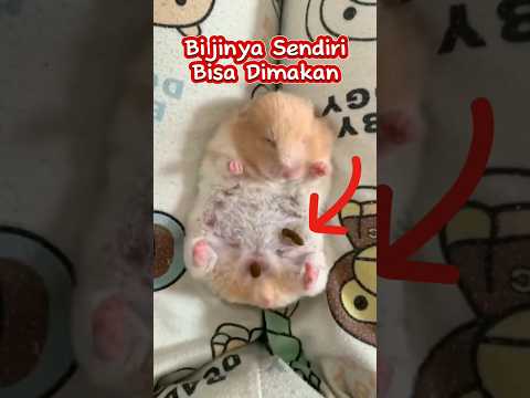 T41 Yang Bergizi #funny #shortsviral #viral