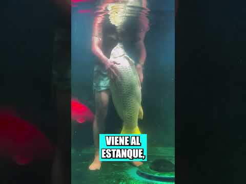 Nunca volverás a comer pescado después de ver este video