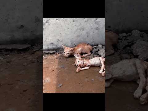 "قطة حزينة على زوجها المتوفي" #shorts #short #shortsvideo #قطة #حزين #حيوانات #animals #cat #قصة