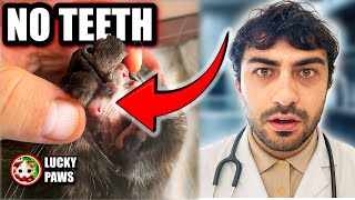Dying Cat With No Teeth… I Had to Save Her 💔@LuckyPawss