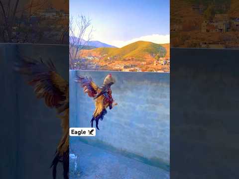 This Rooster Is Same Like Eagle ?#shorts #rooster #youtubeshorts #viralvideo #birds