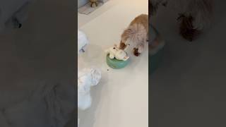 이 노즈워크는 뭘까요? #이벤트