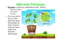 Plant Water Conservation and Photosynthesis