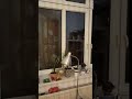 Understanding Windows