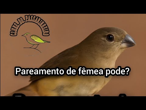 Pode fazer pareamento de fêmeas ?