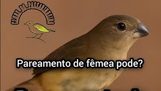 Pode fazer pareamento de fêmeas ?
