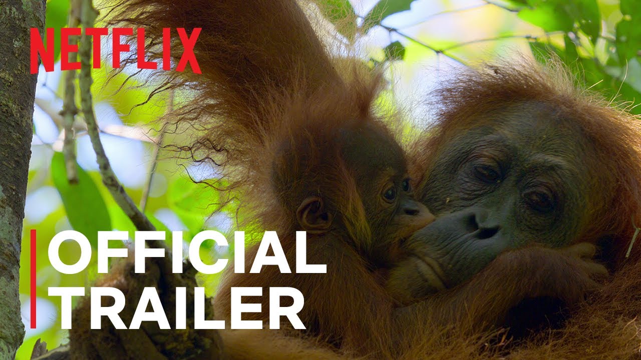 Secret Lives of Orangutans Trailer thumbnail