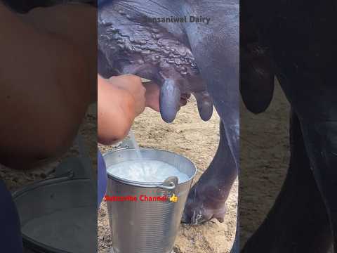 HSB Gabbar’s Mother 🔥🔥 #dairy #dairyfarm #buffalo #dairyproducts #animals #dairyherd #farm #animal