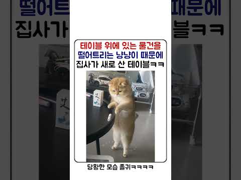 냥집사들이 꼭 필요한 테이블이래ㅋㅋ
