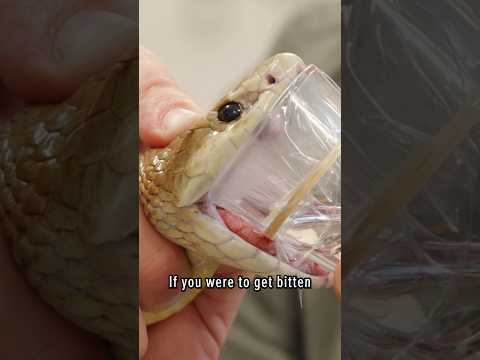 Are you brave enough?