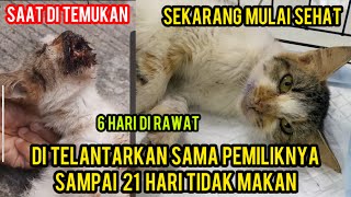 Kucing 3 Minggu l Tidak Makan Akhirnya Sudah Sembuh Bikin Harus Cat Lovers ‼️