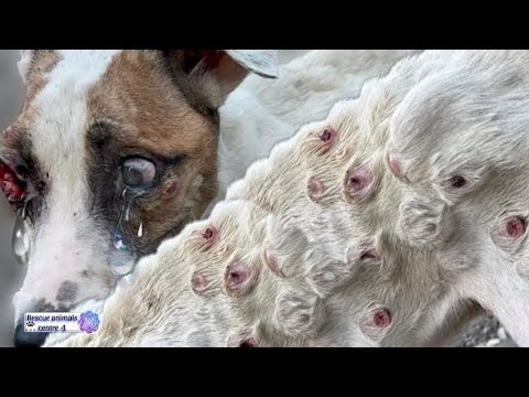 We Rescued a Stray Dog Suffering from TVT!!