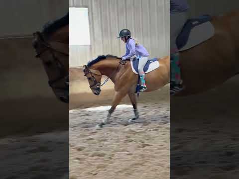 Buddy feeling a little extra yesterday after a two week break from jumping. #horse #equestrian