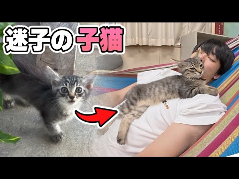学校にやってきた迷子のネコ【その後】