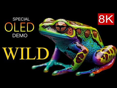 SPECTACULAR ANIMALS in 8K - Discover the Wildlife World