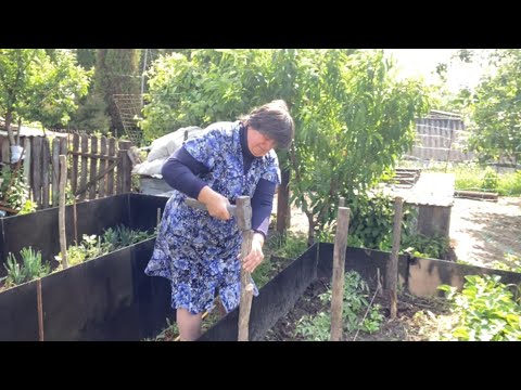 Сьогодні впорядковую високі грядочки в коробах // ПОМІДОРИ, ОГІРКИ, КАПУСТА , БАКЛАЖАНИ.