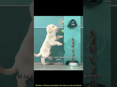 The short dog no one believed in became a hero.