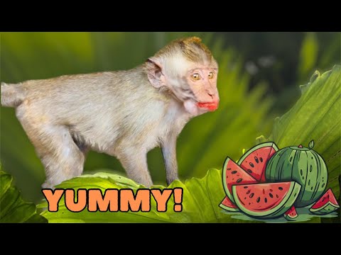 Monkey Baby Didi And Dodo Eating Watermelon