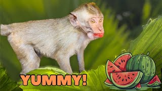Monkey Baby Didi And Dodo Eating Watermelon