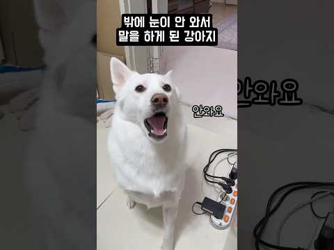 밖에 눈이 안 와서 말을 하게 된 강아지 #shorts