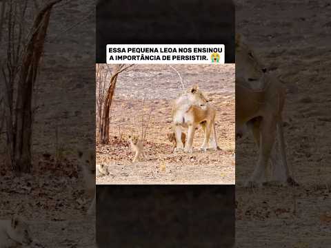 Essa pequena leoa nos ensina muita coisa #vocesabia #documentário #curiosidades