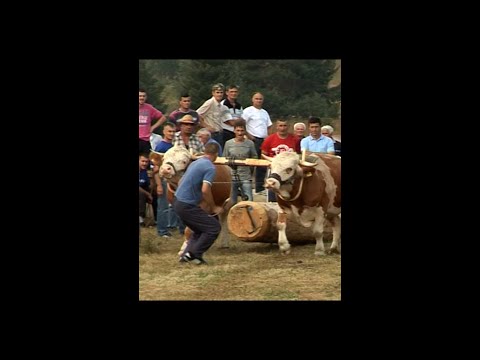 Rabadzija Danko Bojat iz Borika ! #Shorts #Ox #Oxen
