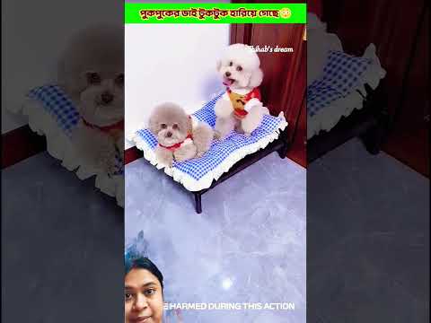 pukpuk's brother tuktuk is lost🥰🥰#funny #trending #cute #dog #shorts #short #viral #comedy #ytshorts