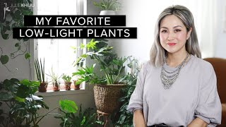 30 LOW LIGHT INDOOR PLANTS THAT ANYONE CAN GROW! | Julie Khuu