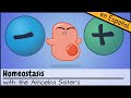 Exploring Homeostasis and Feedback Mechanisms