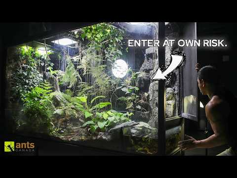 Journey Into My Giant Rainforest Vivarium