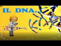 DNA Structure and Function Assessment
