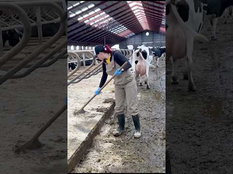 फ़ार्म में labour की ज़रूरत👩🏻‍🌾😂 #shorts #gircow #farmerchoice ￼