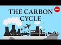 Exploring the Carbon Cycle Dynamics