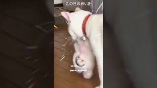 思い出😺はろり映像🚪こんにちはup🐰poom🐶仲良し？