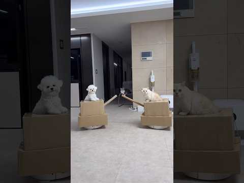 댕냥이 포트리스