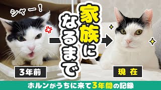 保護猫が家族になるまでの3年間【ホルン3年記念】