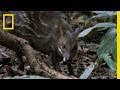 Water Chevan and Crowned Eagle Relations