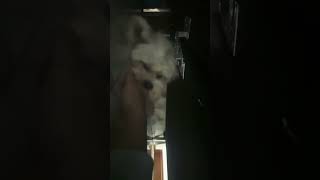 My dog stuck under the couch?