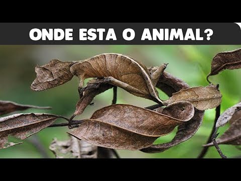 TESTE: Onde estão os animais camuflados!