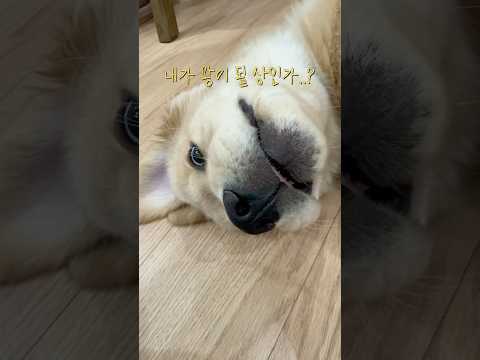 내가 왕이 될 발인가